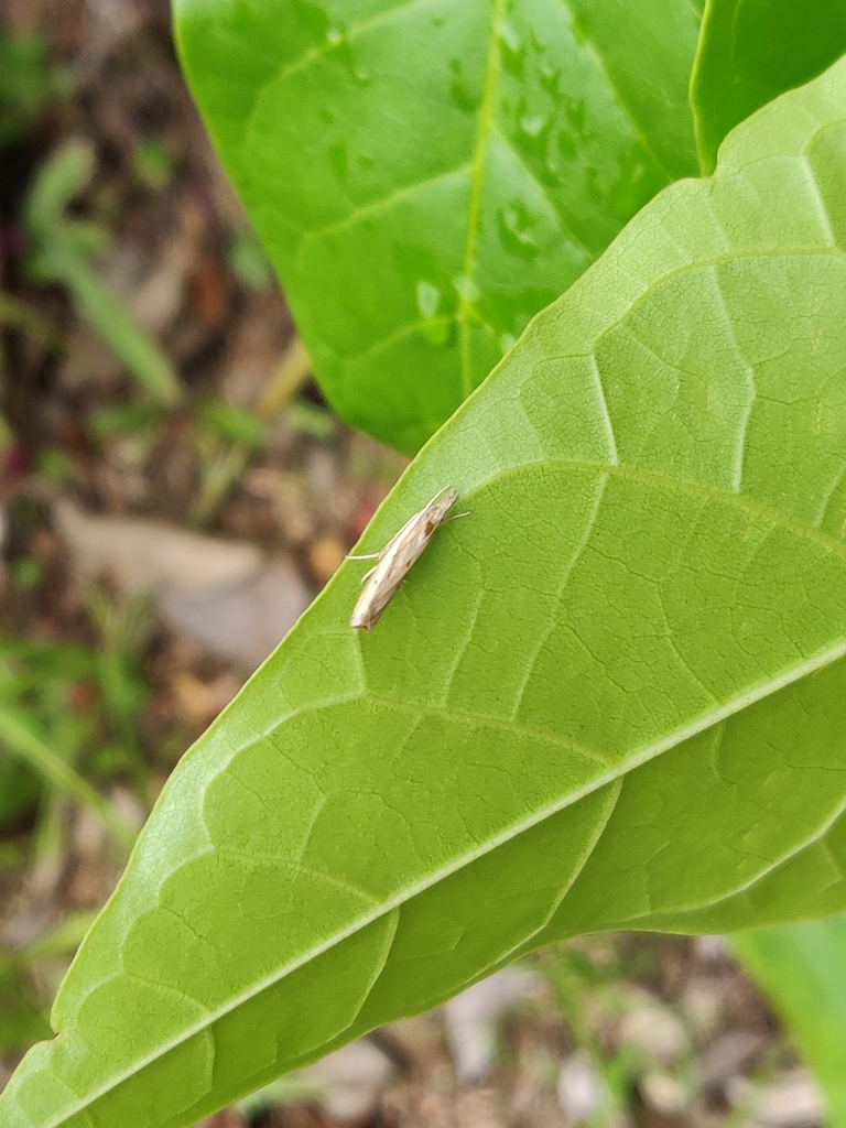 Fissicrambus fissiradiellus