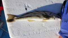 Menticirrhus saxatilis