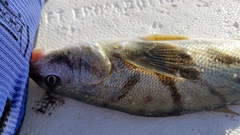 Menticirrhus saxatilis