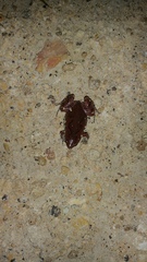 Gastrophryne elegans