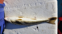 Menticirrhus saxatilis