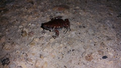 Gastrophryne elegans