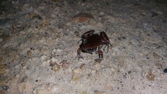 Gastrophryne elegans