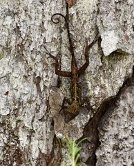 Anolis allogus