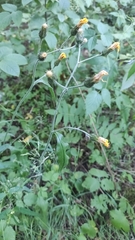 Cichorieae