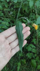 Cichorieae