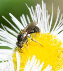 Lasioglossum pectorale