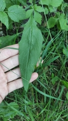 Cichorieae