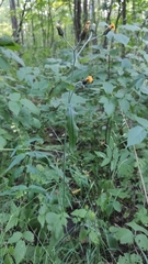 Cichorieae