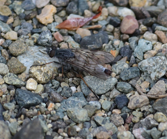 Pallicephala willistoni