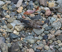 Pallicephala willistoni