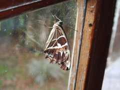 Oxeoschistus tauropolis tauropolis