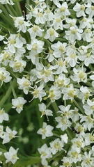Pleurospermum austriacum