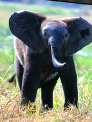 Elephantidae