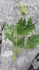 Pleurospermum austriacum