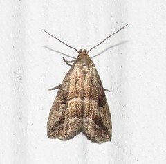 Hypenodes caducus