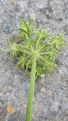 Pleurospermum austriacum