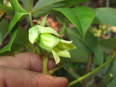 Manihot caerulescens