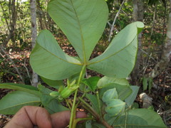 Manihot caerulescens