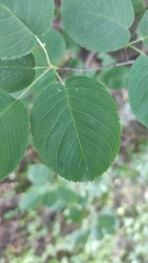 Amelanchier spicata