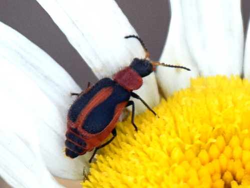Striped Collops photo 2