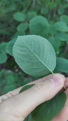 Amelanchier spicata
