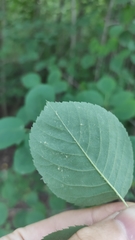 Amelanchier spicata