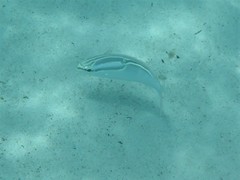 Scolopsis trilineata