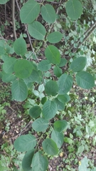 Amelanchier spicata