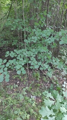 Amelanchier spicata