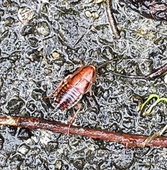 Celatoblatta undulivitta