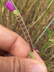 Proserpinus clarkiae