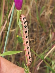Proserpinus clarkiae