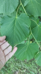 Tilia cordata