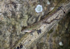 Anolis allogus