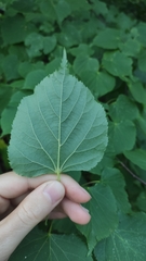 Tilia cordata