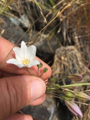 Triteleia peduncularis