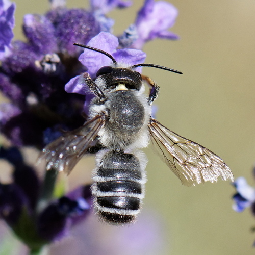 Banded Mud Bee, photo 4 of 10