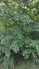 Tilia cordata