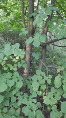 Tilia cordata