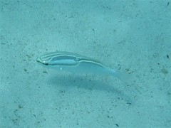 Scolopsis trilineata