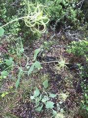 Clematis texensis