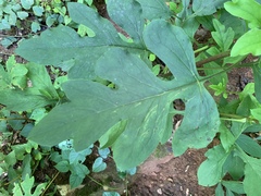 Stylophorum diphyllum