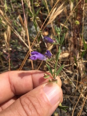 Scutellaria antirrhinoides