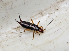 Forficula scudderii