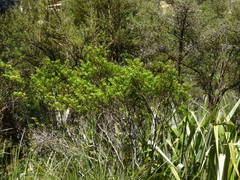 Veronica phormiiphila