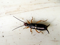 Forficula scudderii