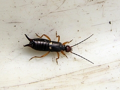 Forficula scudderii