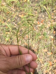Bromus laevipes