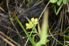 Lysimachia quadriflora
